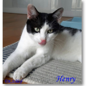 Henry.H.-B.2023