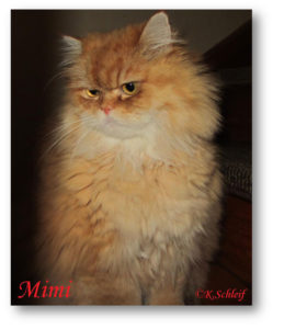 Mimi.R.2023
