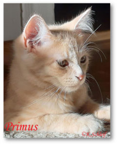 Primus.2023
