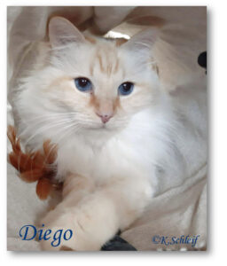 Diego.2025