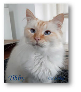 Tibby.2025